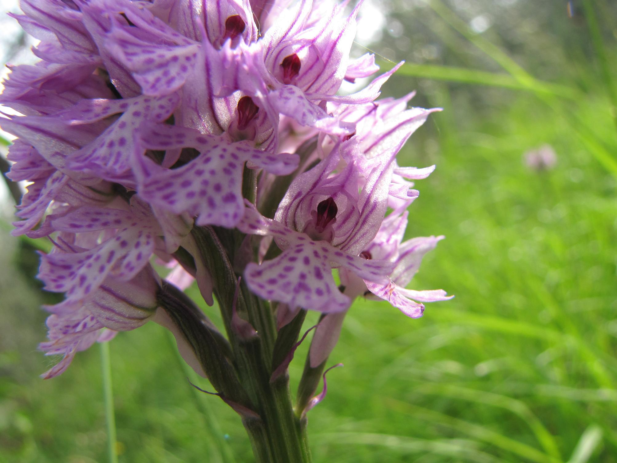 Neotinea tridentata, Ochis militari, simia e Anacamptis morio